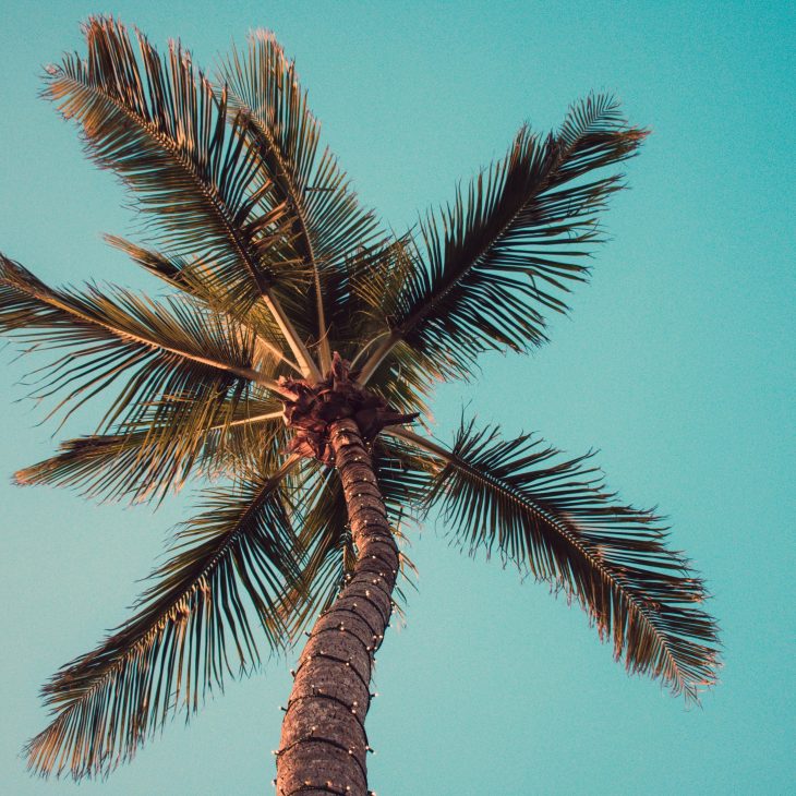 Een palmboom van onderen bekeken met een blauwe lucht