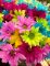 roze, groene en paarse bloemen